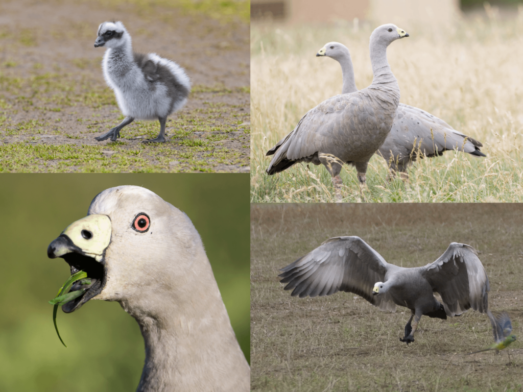 The Cape Barren goose (Cereopsis novaehollandiae) is perhaps the least aquatic of all geese — it seldom enters water, except to save its chicks. A pro…