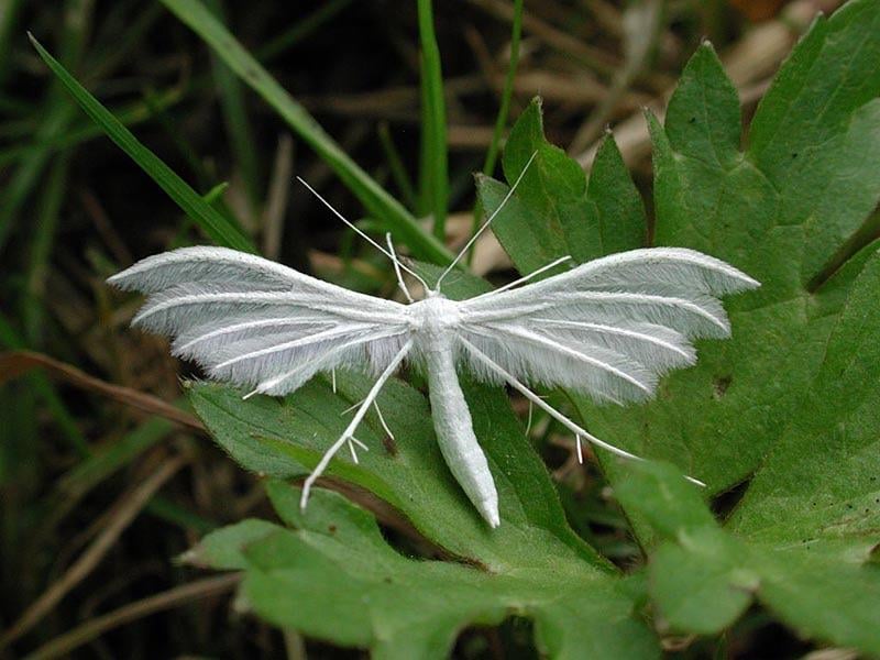 Behold! The plume moth! (Pterophoridae)