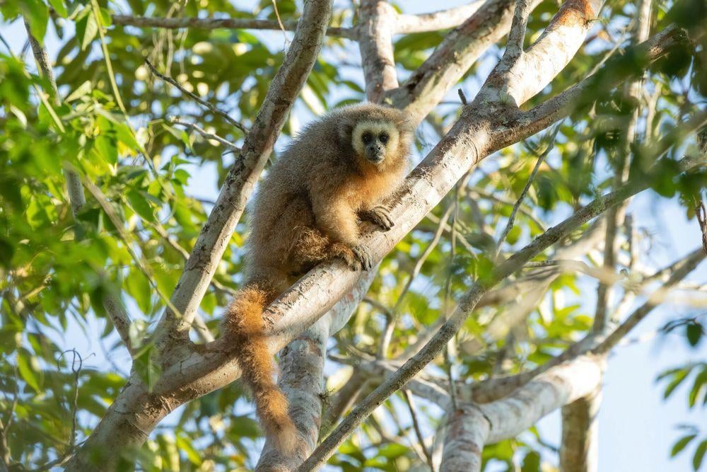 San Martin titi monkey (Plecturocebus oenanthe),