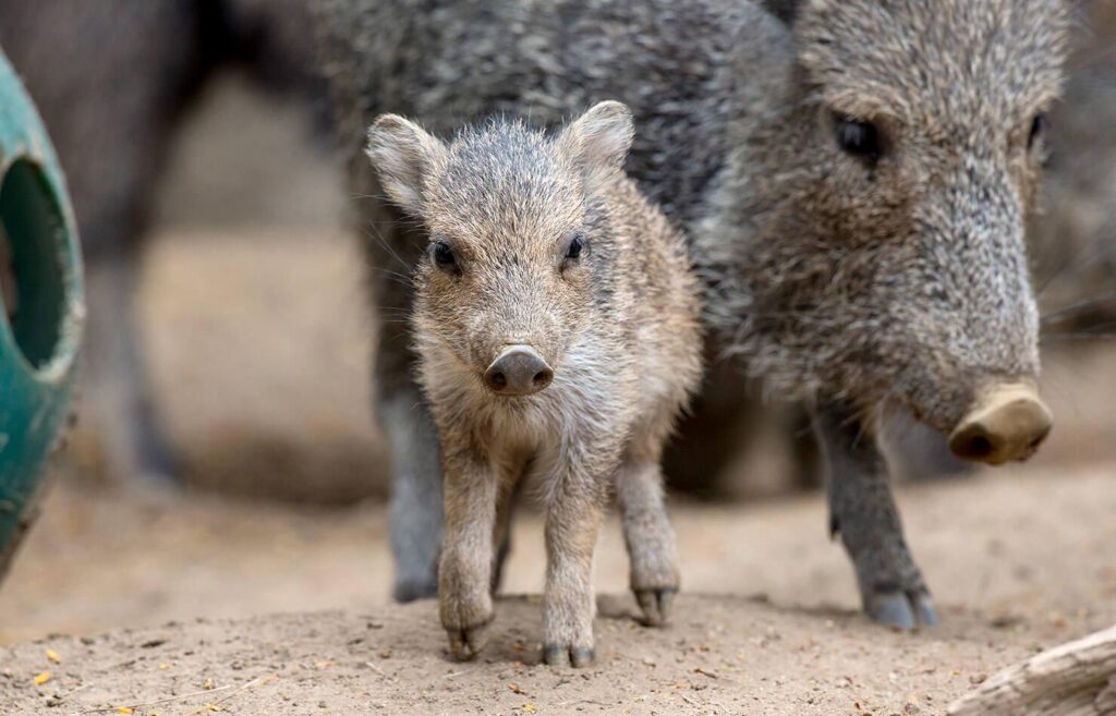 This is a Peccary(Tayassuidae). Also known as a Skunk Pig. Also known as the cutest baby animal I have ever seen.