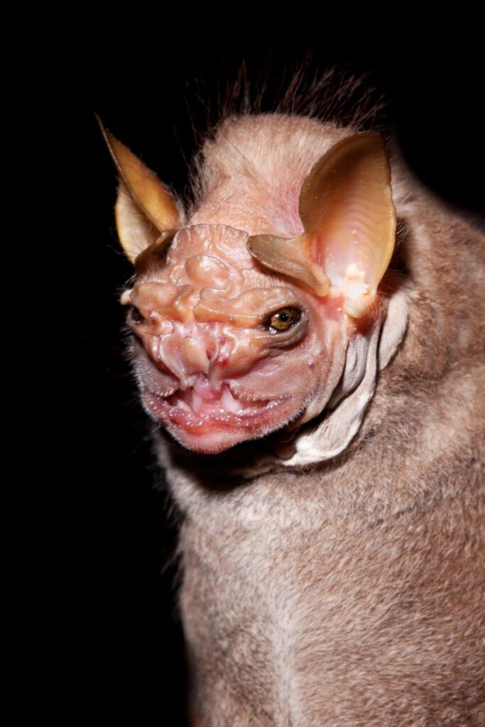 The wrinkle-faced bat (Centurio senex)