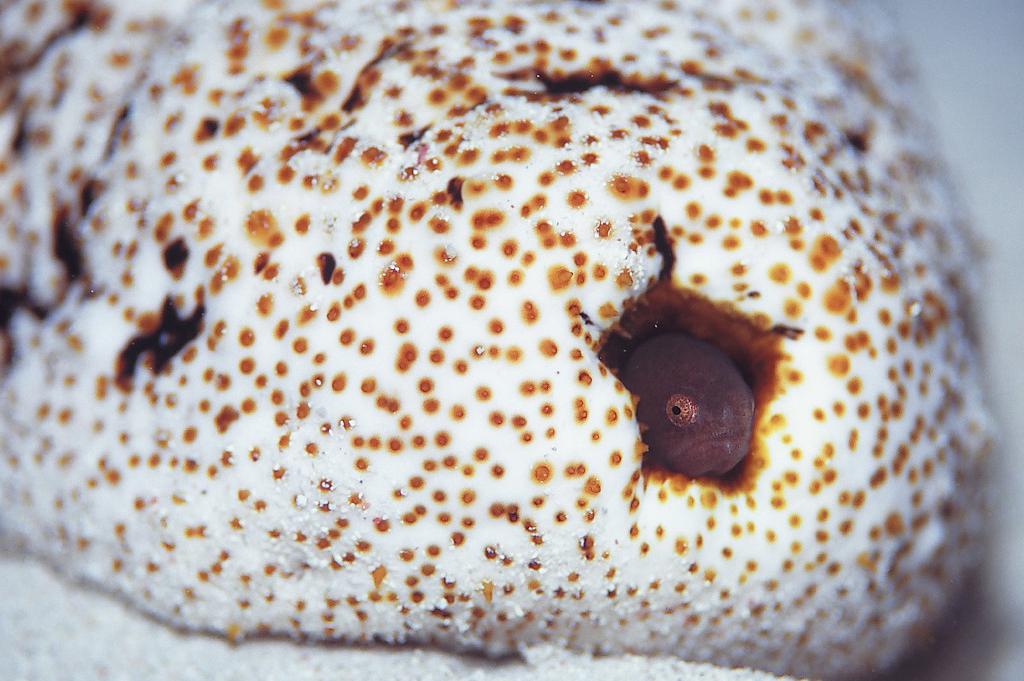 The Pinhead pearlfish (Encheliophis boraborensis) enters sea cucumbers via the anus and makes its home in the body cavity