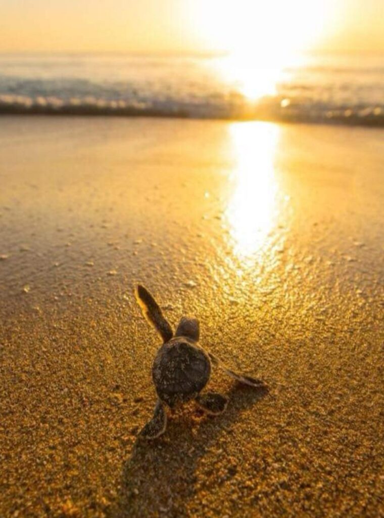 Baby turtle begins his life