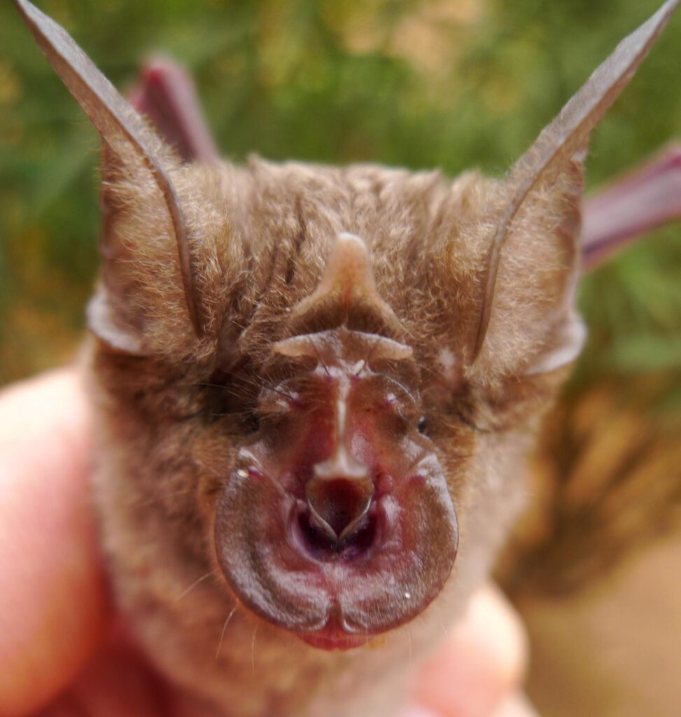 Rüppell’s horseshoe bat (Rhinolophus fumigatus)