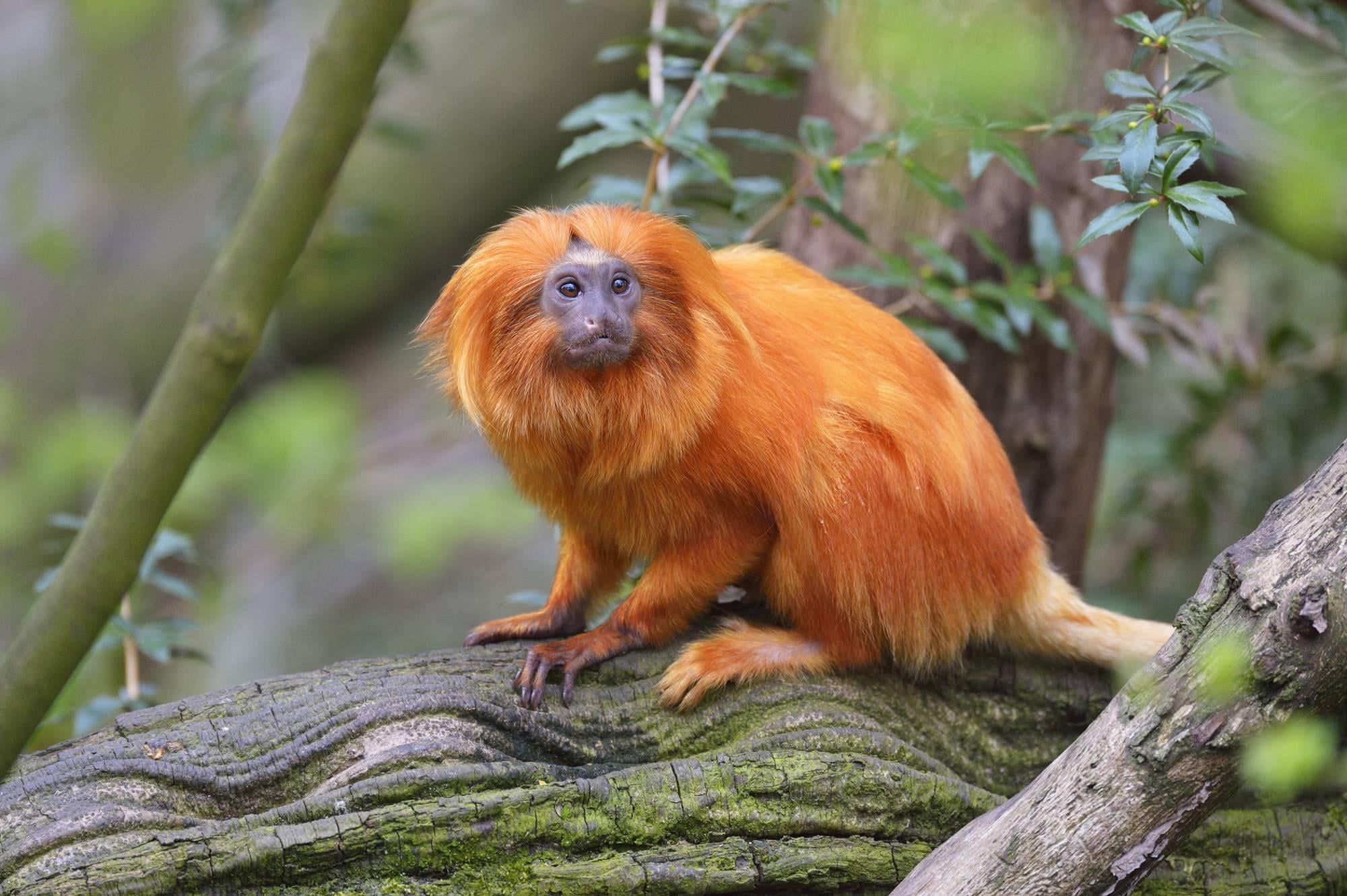 Golden Lion Tamarin