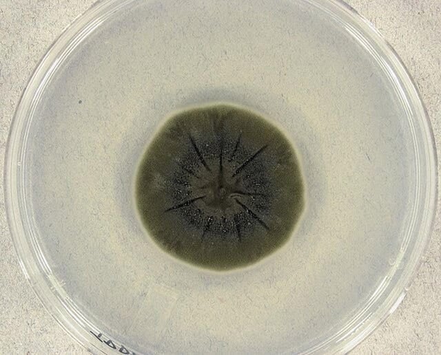 A fungus that eats radiation found in Chernobyl, can absorb radiation through radiosynthesis.