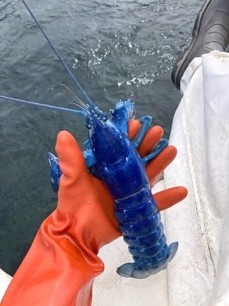 This blue Lobster was caught off the coast of Portland and returned to the water to continue to grow. Blue lobsters are one in two million.