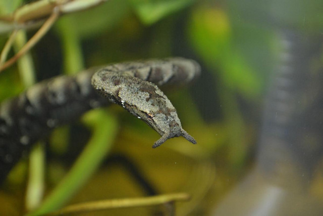 🔥 Erpeton tentaculatum aka Tentacled snake. The two tentacles on its snout are a unique feature among snakes