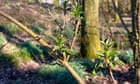 Country diary: Spring is beginning, with birdsong and green shoots | Amy-Jane Beer