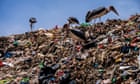First evidence of microplastic buildup in bird lungs found in new study