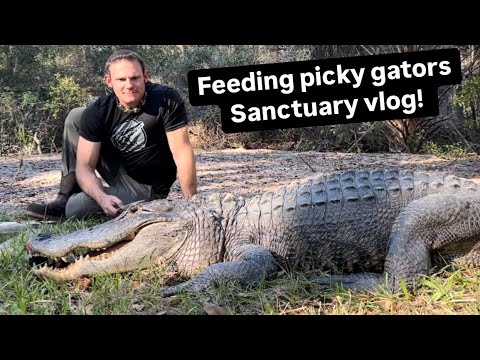 Feeding picky gators & sanctuary vlog!