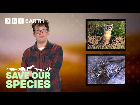 Can Cloning Animals Stop Extinction? | Save Our Species with Hank Green | BBC Earth Science