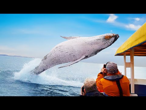 The Craziest Animal Encounters of All Time