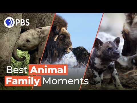 BEST of NATURE: Animal Family Moments