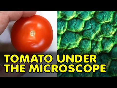 Microscopy Tutorial: How to make Tomato Cells visible for the Microscope