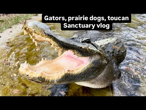 Gators, prairie dogs, toucan, sanctuary vlog!