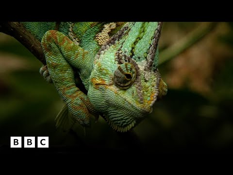 David Attenborough’s perplexing history of the chameleon | BBC Global