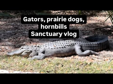 Gators, prairie dogs, hornbillsSanctuary vlog