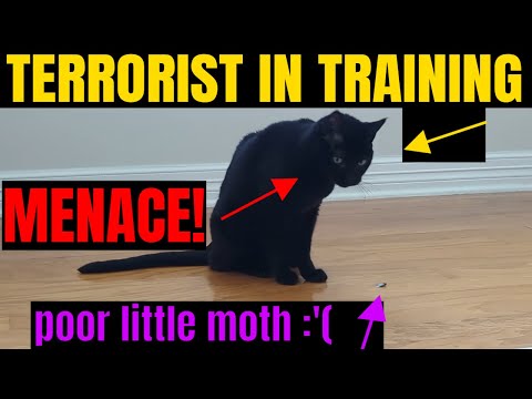 I broke a $4000 door trying to save a moth from my cat  🤦‍♂️ 😡