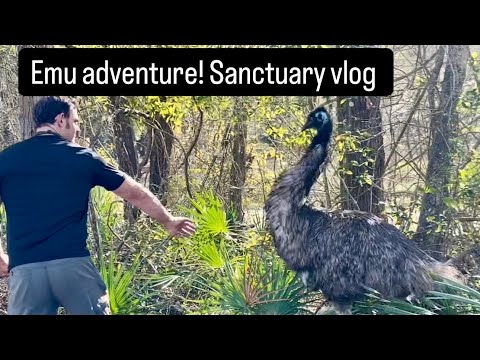 Emu adventure & sanctuary vlog!