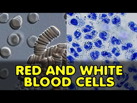 Blood Under the Microscope: Red & White Blood Cells in Action!