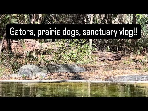 Gators, prairie dogs, sanctuary vlog!!