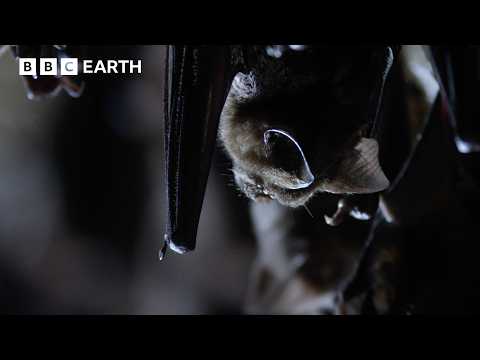 Frozen in Time: The Hidden Bat Caves Beneath the Himalayas | BBC Earth