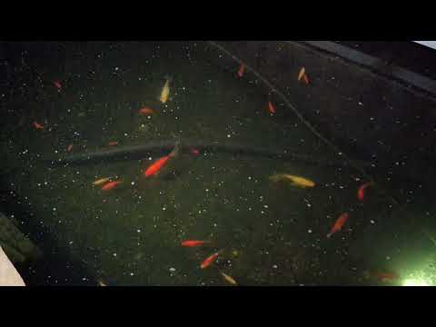 Fish