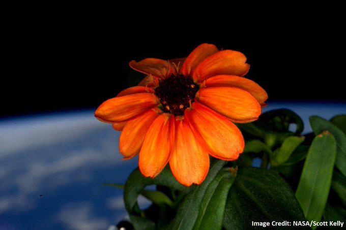 This is the first flower ever grown entirely in space.