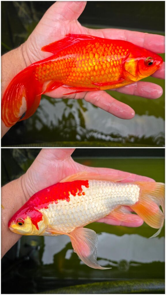 I’ve had these goldfish for about 5-6yrs. This is why they don’t belong in fishbowls!