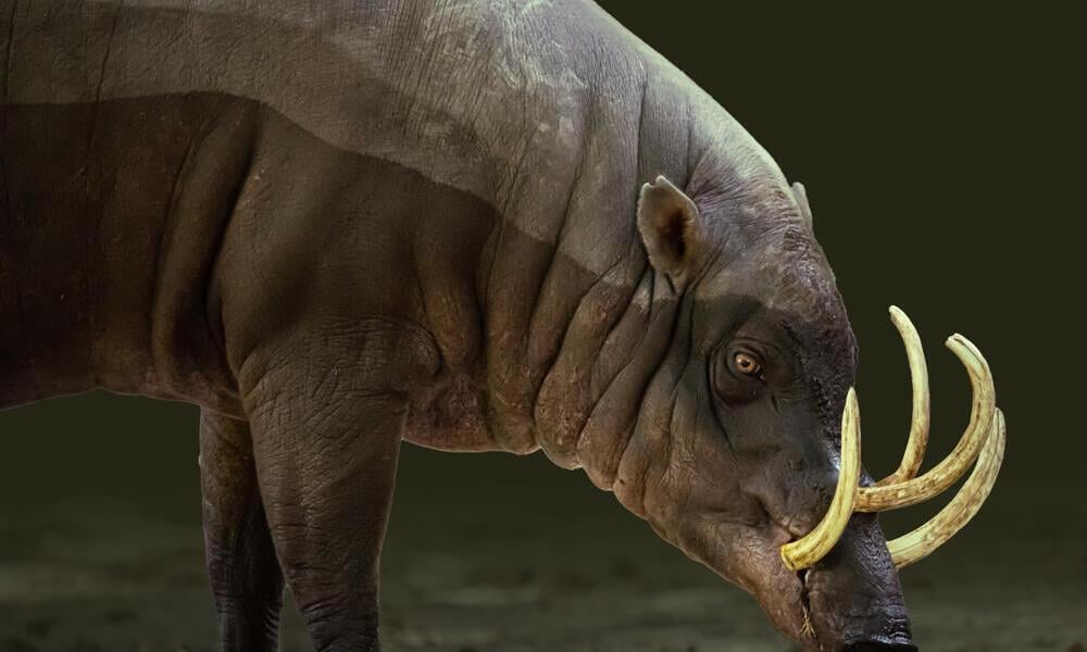 babirusa (Babirousa babyrussa)