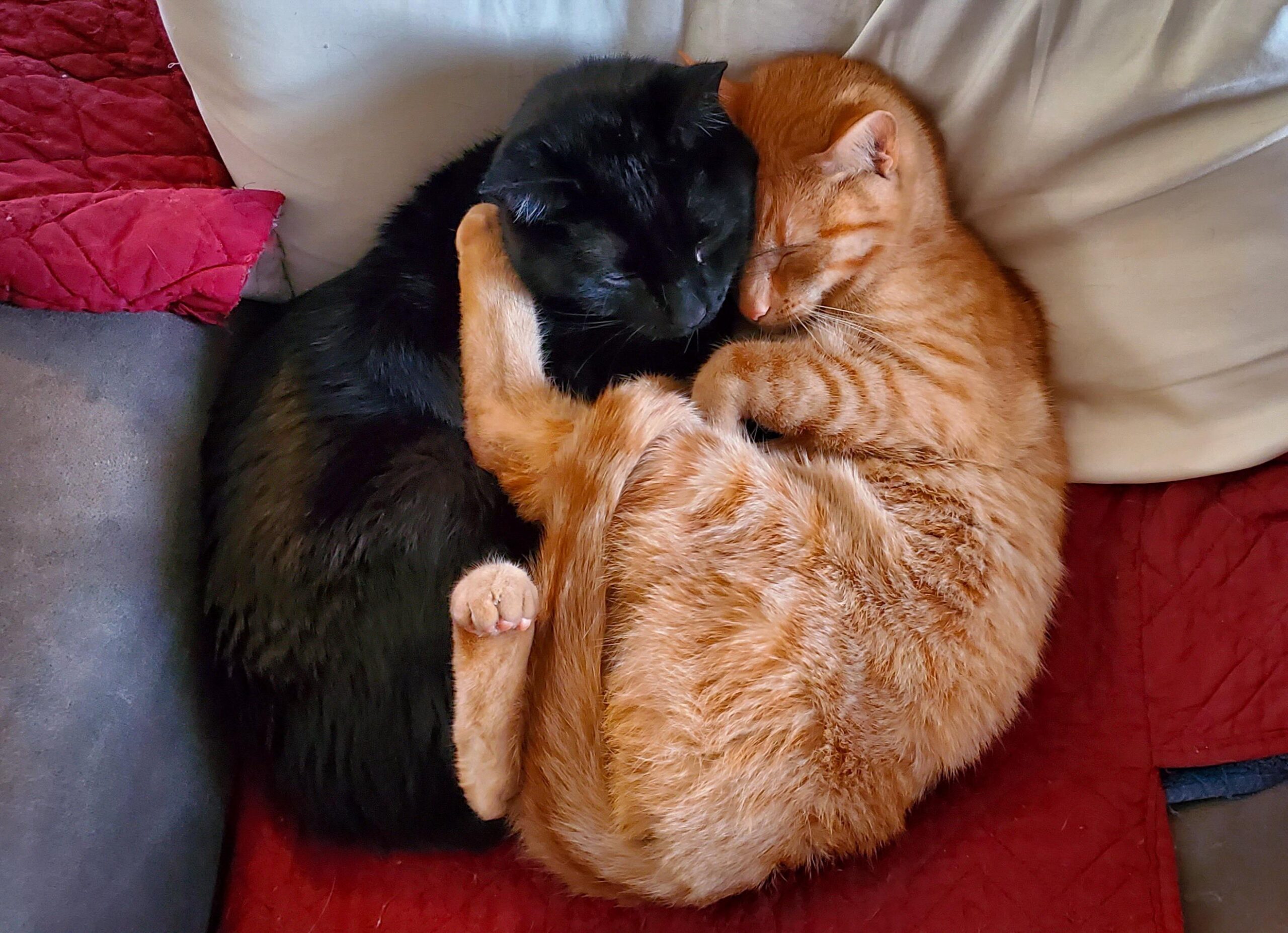 Troy and Abed are from the same litter and they’re inseparable.