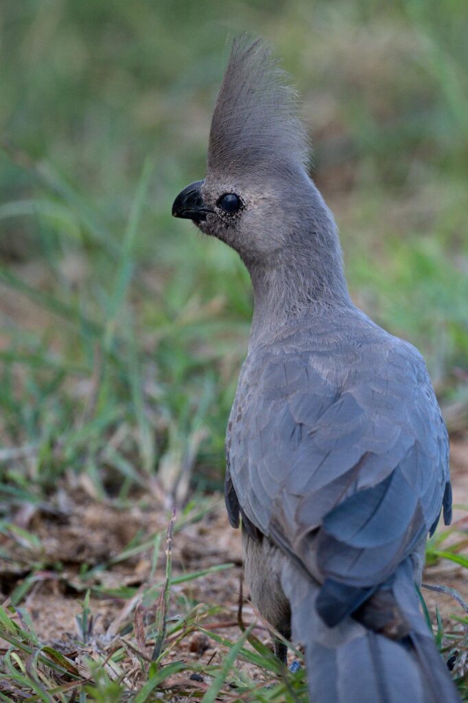 Grey go-away-bird (Corythaixoides Concolor)