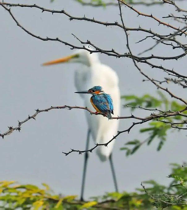 Kingfisher and egret