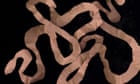 Rattlesnake venom evolves and adapts to specific prey, study finds