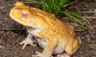 Scientists have birthed a ‘super cannibal’ that never grows up. Could it be key to combating Australia’s cane toad menace?
