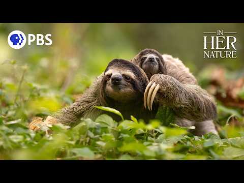 Saving The Slowest Mammal on Earth | In Her Nature