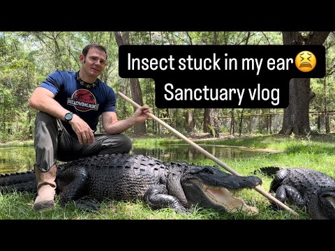 Insect stuck in my ear😫Sanctuary vlog