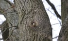 Country diary: There’s no better plasterer than a nuthatch | Nic Wilson