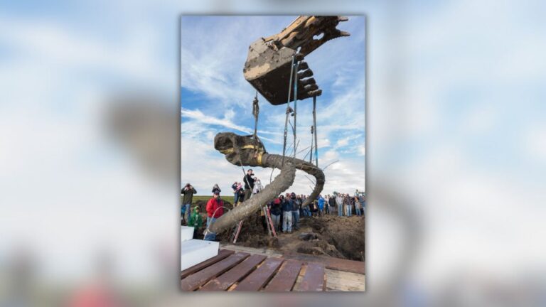 Yes, photo authentically shows mammoth skull discovered in Michigan farmer’s field