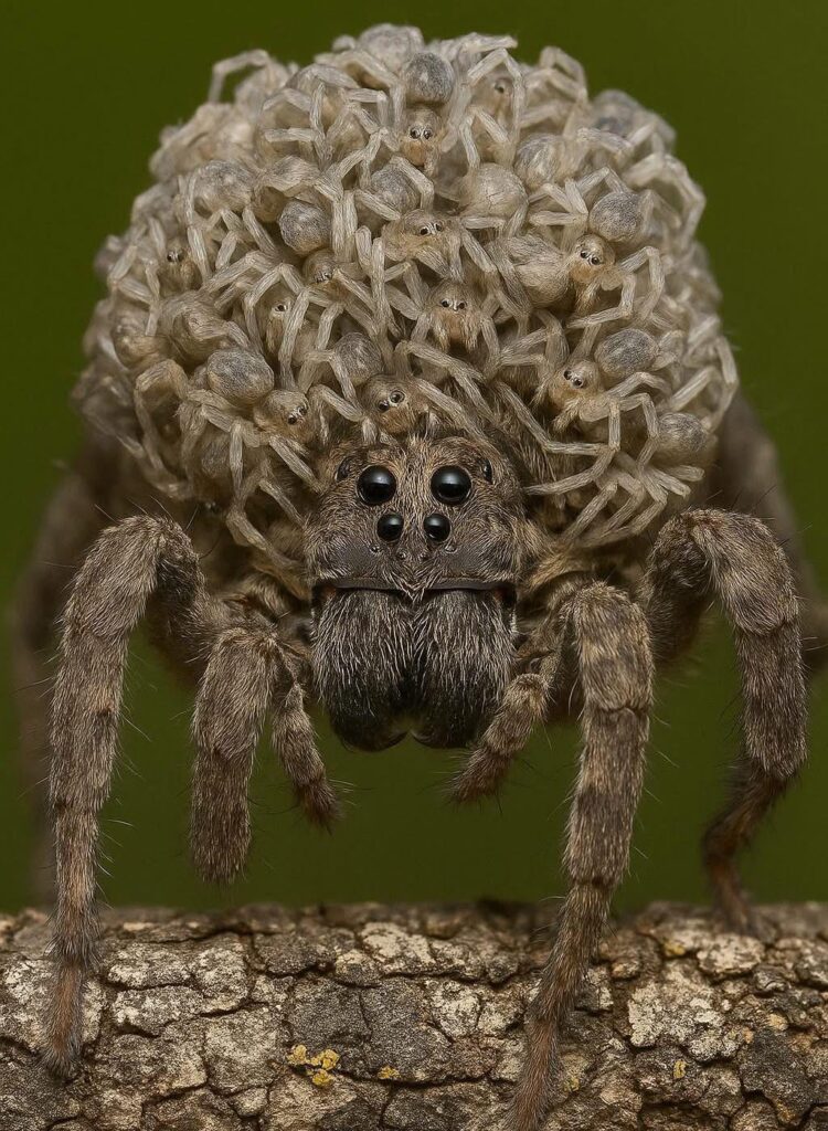 This is a wolf spider, and yes — all those tiny things riding on her back? Her babies. Alive. Hungry. Ready for action.
