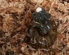 Rare New Zealand snail filmed laying egg via its neck for first time