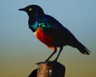 Starlings form ‘friendships’ to help each other with breeding, study finds