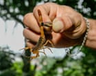 Scorpions ‘taking over’ Brazilian cities with reported stings rising 250%