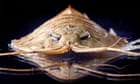 Sea pigs, icefish and trilobites: Antarctica’s mysterious marine life – in pictures