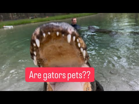 Are gators pets??