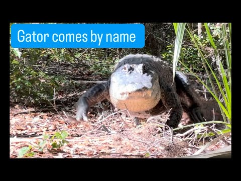 Gator knows its name, sanctuary vlog caring for the animals!!