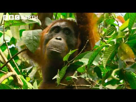 99 Iconic Moments From Sir David Attenborough | BBC Earth
