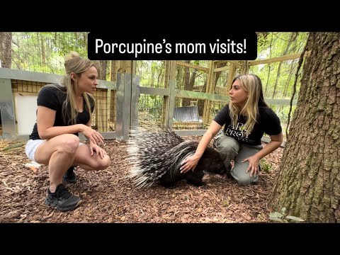Porcupine’s mom visits!! Sanctuary vlog